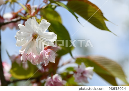 白桃花在陽光下燦爛綻放 白桃花在陽光下燦爛綻放 98658024