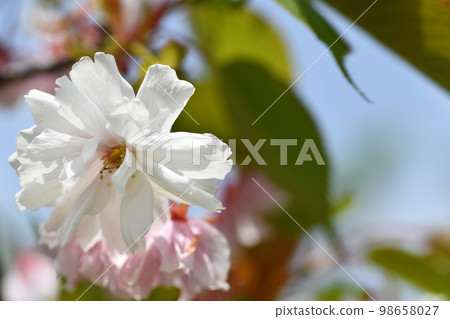 純白的桃花,陽光下花瓣鮮豔 純白的桃花,陽光下花瓣鮮豔 98658027