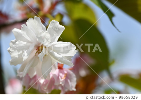 濃烈的白桃花沐浴著春日的陽光 濃烈的白桃花沐浴著春日的陽光 98658029