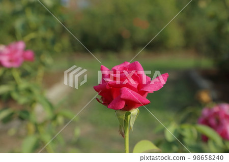 Arao City Ominous Citizen Flower Bed Rose Flower, 98658240