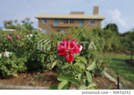 荒尾市少女公民花壇玫瑰花， 98658242