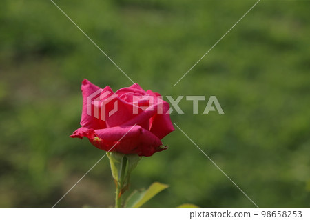 Arao City Ominous Citizen Flower Bed Rose Flower, 98658253