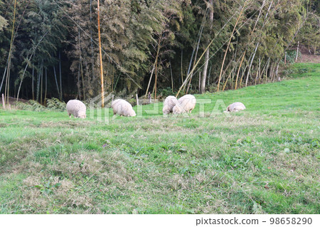 羊群吃草 98658290