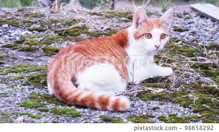 坐在地上的棕色虎貓 98658292