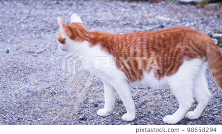 側身貓貓肚皮 98658294