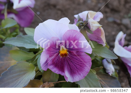 日本冬季花園中盛開的三色堇花 日本冬季花園中盛開的三色堇花 98658347