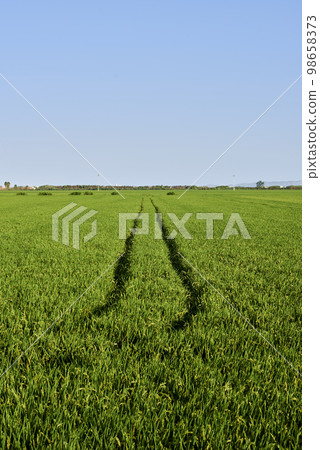 Marks on rice field and sunny day Marks on rice field and sunny day 98658373