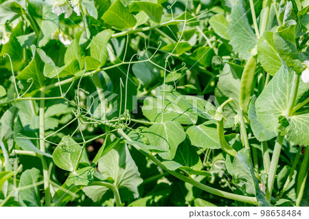 Peas in the garden beds, vegetables in the garden 98658484