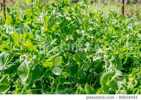 Peas in the garden beds, vegetables in the garden 98658485
