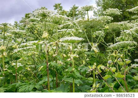 Plant Heracleum (Borshevik Sosnovsky), a poisonous plant Plant Heracleum (Borshevik Sosnovsky), a poisonous plant 98658523