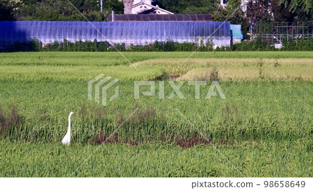 A gray heron nestling in a summer rice field 98658649
