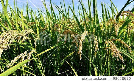 Close-up photo of ears of rice just before harvest 98658650