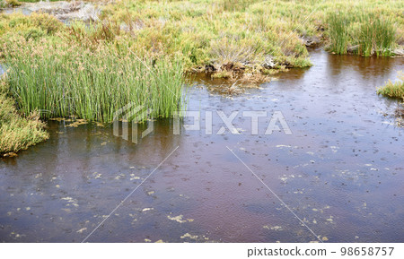 Raindrops on the lake and the marsh 98658757