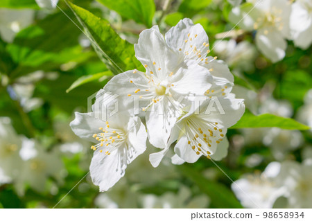 Beautiful bloom of white jasmine flowers on the branches 98658934