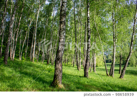 Beautiful birch grove in summer in June Beautiful birch grove in summer in June 98658939