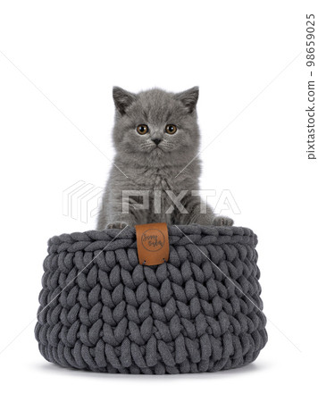 British Shorthair cat kitten on white background British Shorthair cat kitten on white background 98659025