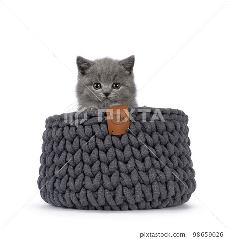 British Shorthair cat kitten on white background British Shorthair cat kitten on white background 98659026