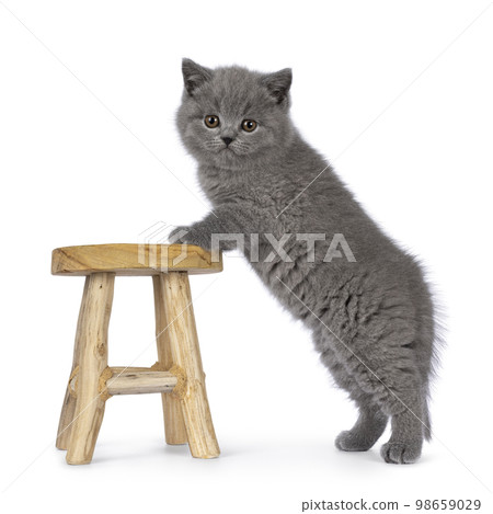 British Shorthair cat kitten on white background British Shorthair cat kitten on white background 98659029