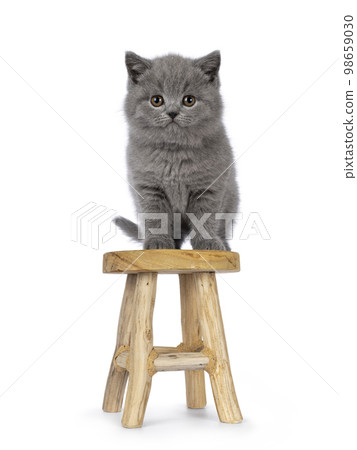 British Shorthair cat kitten on white background British Shorthair cat kitten on white background 98659030