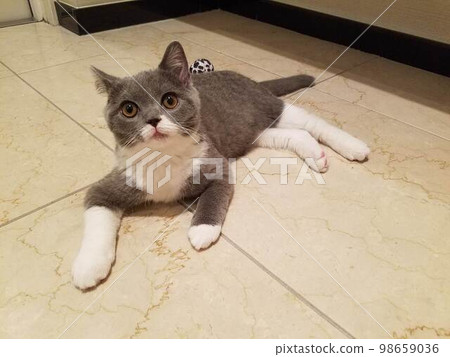 british shorthair, eggplant (male) british shorthair, eggplant (male) 98659036