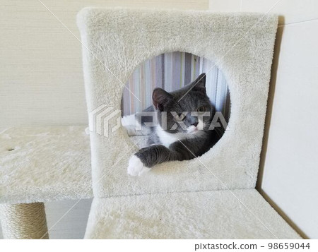 british shorthair, eggplant (male) 98659044