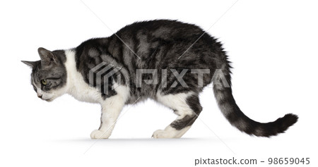 House cat on white background 98659045