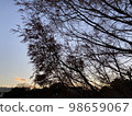 Winter sunset and tree silhouette 98659067