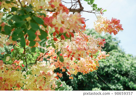 Summer flowers 98659357