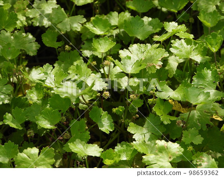 Chidomegusa (wild grass) Chidomegusa (wild grass) 98659362