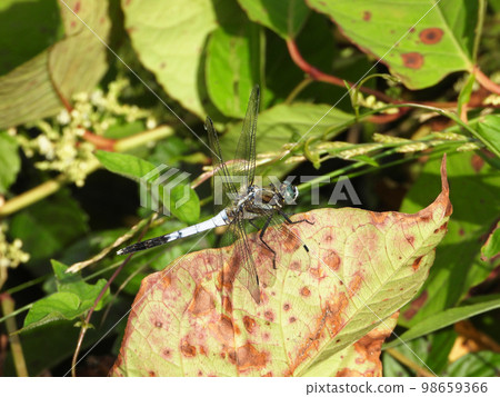 White dragonfly (insect) 98659366