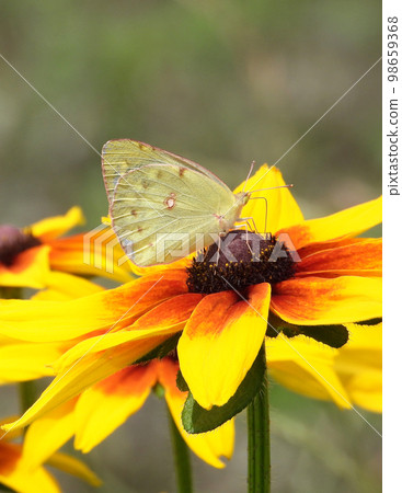 Perennial Hime sunflower Burning heart with nectar Perennial Hime sunflower Burning heart with nectar 98659368