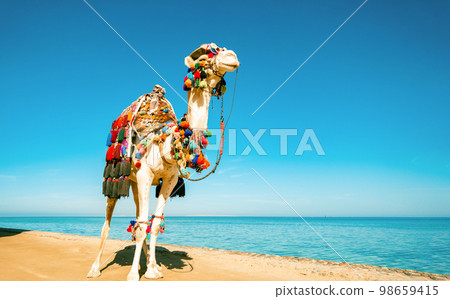 Beautiful camel with a satisfied proud look stands against the background of the sea. On the muzzle is a hat and glasses. Concept of tourism advertising. Backdrop with a copy space. 98659415