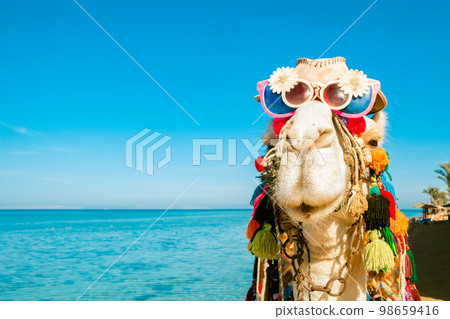Cheerful camel's face with glasses and a hat on the background of the blue sea. Close-up. Backdrop with a copy space. Concept of travel and tourism. Cheerful camel's face with glasses and a hat on the background of the blue sea. Close-up. Backdrop with a copy space. Concept of travel and tourism. 98659416