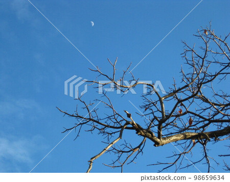blue sky and white moon blue sky and white moon 98659634