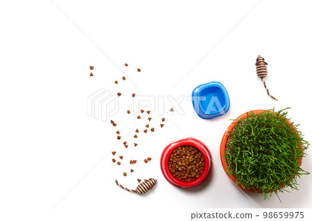Flat lay composition with accessories for a cat isolated on white background. Pet care. 98659975