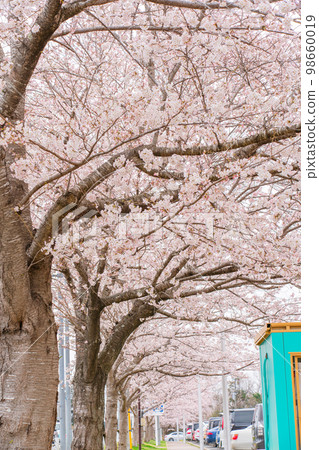 彥木之丘的櫻花 98660019