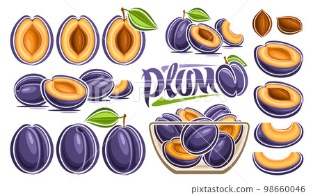 Vector Plum Set 98660046