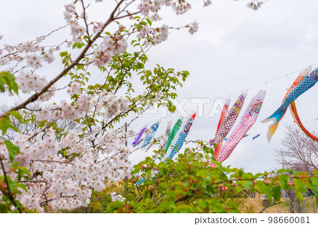 櫻花和鯉魚飄帶 98660081