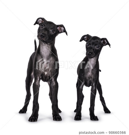 Italian Greyhound on white background Italian Greyhound on white background 98660366