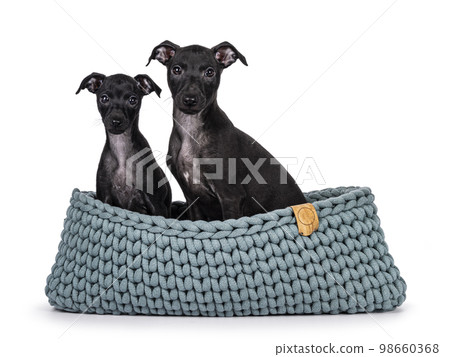 Italian Greyhound on white background 98660368
