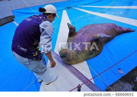A walrus lying on its back in an aquarium sea egg A walrus lying on its back in an aquarium sea egg 98660691