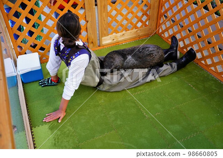 An American fur seal cub sleeping on the lap of an aquarium sea egg keeper 98660805