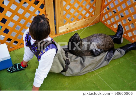 An American fur seal cub sleeping on the lap of an aquarium sea egg keeper 98660806