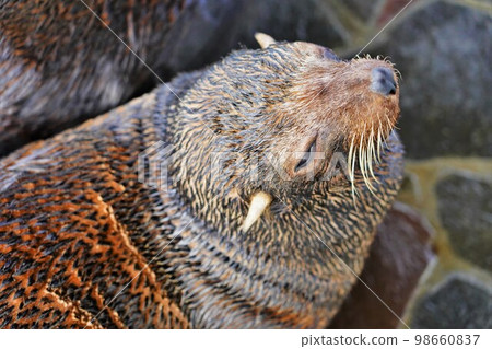South American fur seal cubs in aquarium Umitamago 98660837