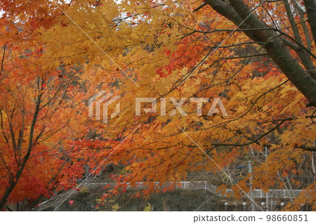 秋天的樹葉 98660851