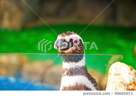 海蛋水族館的麥哲倫企鵝 98660853