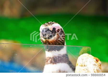 海蛋水族館的麥哲倫企鵝 海蛋水族館的麥哲倫企鵝 98660854