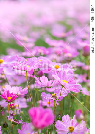 Beautiful blossom pretty pink, purple cosmos in flower in the garden Beautiful blossom pretty pink, purple cosmos in flower in the garden 98661004