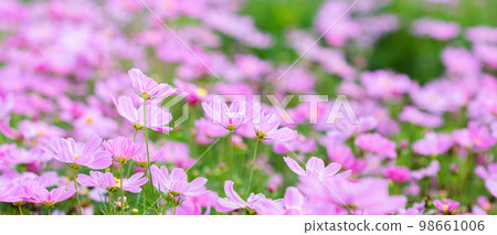 Beautiful blossom pretty pink, purple cosmos in flower in the garden Beautiful blossom pretty pink, purple cosmos in flower in the garden 98661006