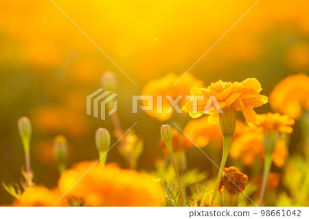 Closeup of yellow flower on blurred background under sunlight with copy space using as background natural flora landscape, ecology cover page concept. 98661042